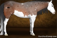 Horse Color:Bay Splash 