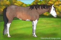 Horse Color:Bay Roan Splash