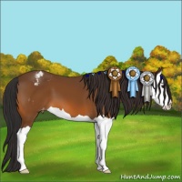 Horse Color:Bay Splash Appaloosa