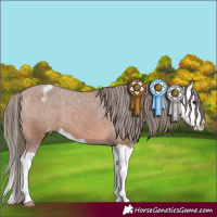 Horse Color:Bay Splash Appaloosa 