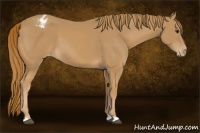 Horse Color:Chestnut Appaloosa