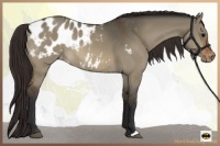 Horse Color:Bay Dun Appaloosa 