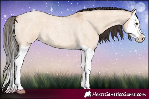 Horse Color:Bay Roan Dun Splash 