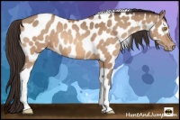 Horse Color:Amber Champagne Tobiano Appaloosa 