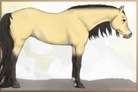 Horse Color:Buckskin 