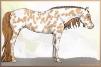 Horse Color:Gold Champagne Appaloosa