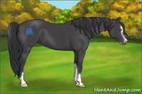 Horse Color:Black Sabino 