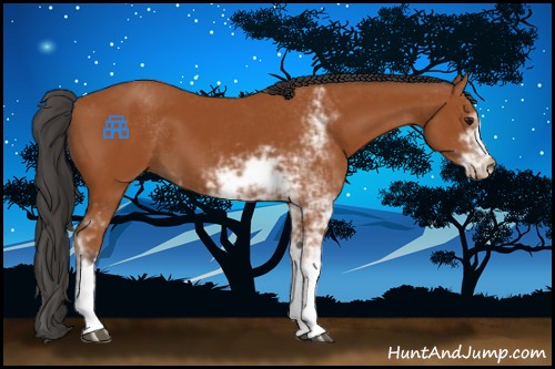Horse Color:Bay Sabino 