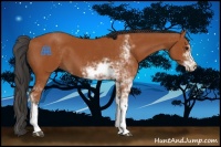 Horse Color:Bay Sabino 