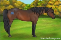 Horse Color:Brown Sabino 
