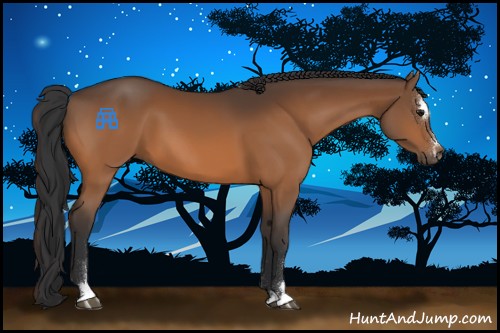 Horse Color:Bay Sabino 