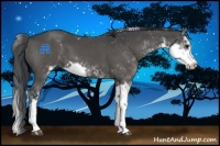 Horse Color:Black Sabino 