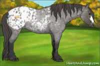 Horse Color:Grullo Roan Blanket Rabicano 