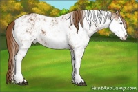 Horse Color:Chestnut Sabino Rabicano