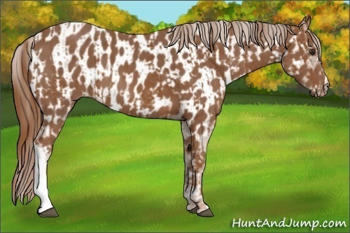 Horse Color:Chestnut  and Chestnut Appaloosa 