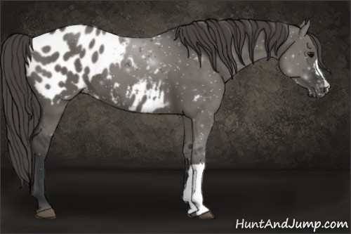 Horse Color:Grullo Appaloosa 