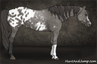 Horse Color:Grullo Appaloosa
