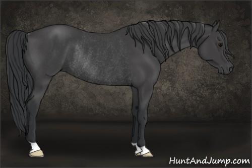 Horse Color:Black Rabicano 