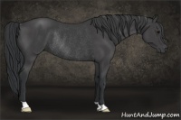 Horse Color:Black Rabicano 