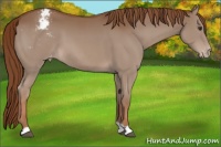 Horse Color:Chestnut Appaloosa