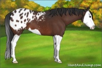 Horse Color:Brown Splash Appaloosa 