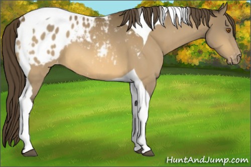 Horse Color:Buckskin Tobiano Appaloosa 