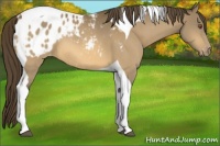 Horse Color:Buckskin Tobiano Appaloosa
