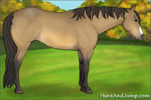 Horse Color:Buckskin 