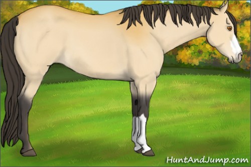 Horse Color:Buckskin 