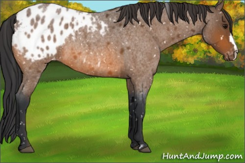 Horse Color:Bay Roan Appaloosa 
