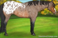 Horse Color:Bay Roan Appaloosa