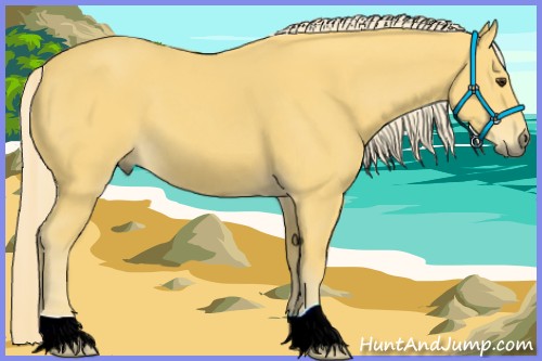 Horse Color:Palomino