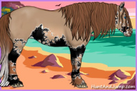 Horse Color:Red Dun Splash