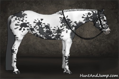 Horse Color:Black Splash Tobiano Frame 