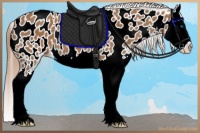 Horse Color:Chestnut Splash Near Leopard