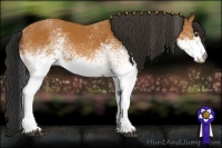 Horse Color:White Spotted Bay 