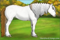 Horse Color:White Spotted Chestnut 
