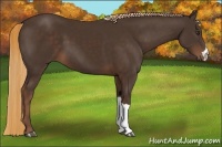 Horse Color:Liver Chestnut 