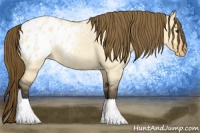 Horse Color:Buckskin Roan Dun Appaloosa