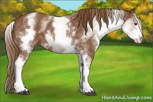 Horse Color:White Spotted Chestnut Sabino