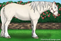 Horse Color:Cremello 