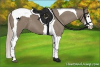 Horse Color:Silver Grullo Splash Tobiano