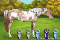Horse Color:White Spotted Liver Chestnut Pearl 