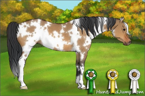 Horse Color:White Spotted Bay Dun