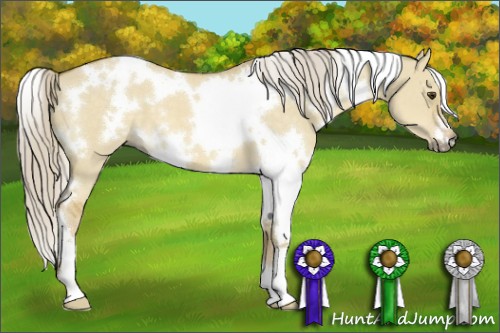 Horse Color:White Spotted Palomino Dun 