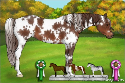 Horse Color:White Spotted Liver Chestnut 