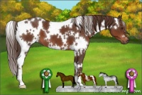 Horse Color:White Spotted Liver Chestnut 