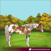 Horse Color:White Spotted Chocolate Palomino 