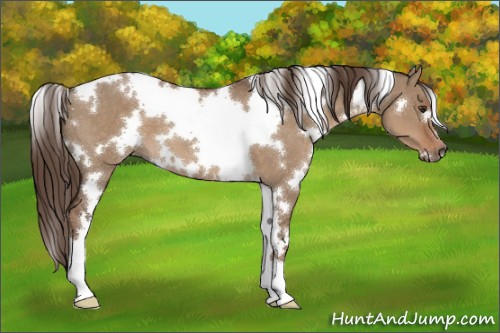 Horse Color:White Spotted Liver Red Dun