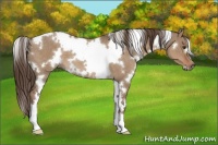 Horse Color:White Spotted Liver Red Dun 